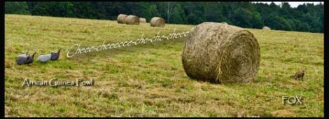 Chickens Predators: Protecting Your Chickens from Real Chicken Enemies Image